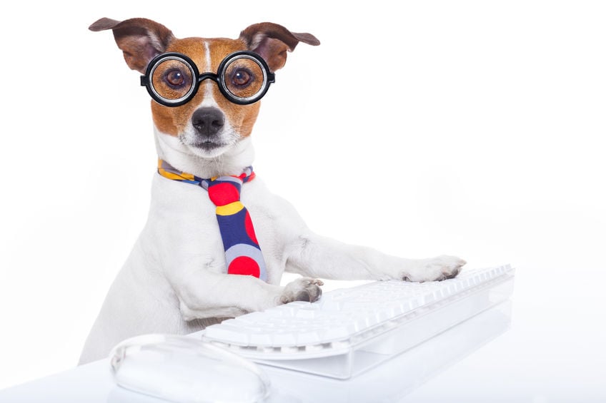 Outsourcing to contact Centers - image of business dog