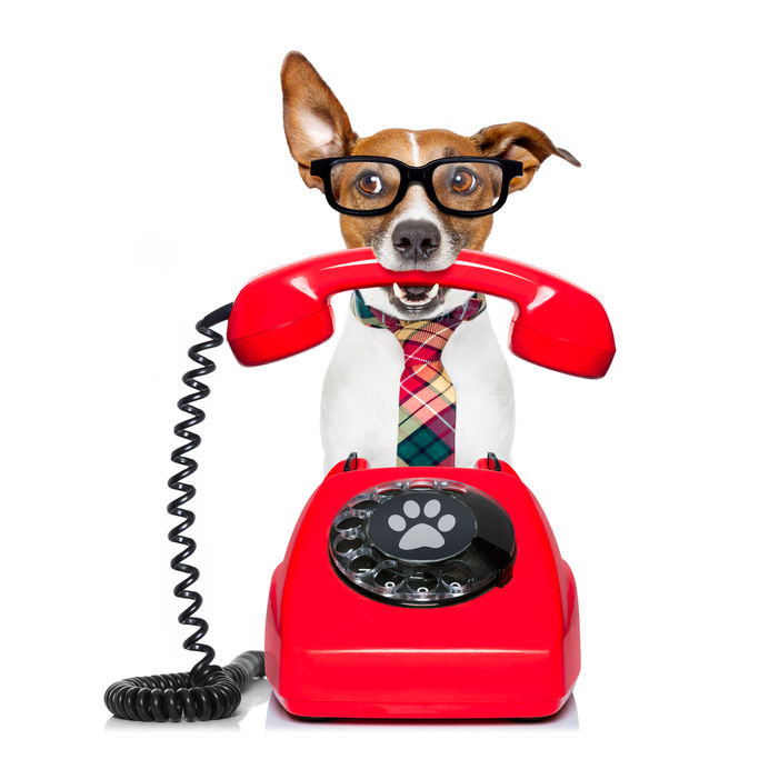 Brand voice - Dog answering phone